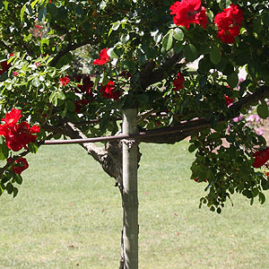 Weeping Rose Support Ring