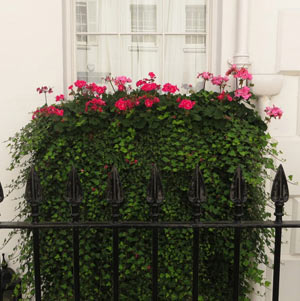 Classic Window Box Design