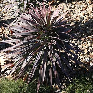 Yucca desmettiana