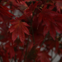 Acer Palmatum 'Trompenberg'