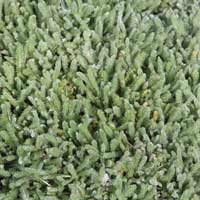 Achillea Tomentosa (Woolly Yarrow)