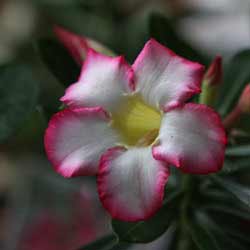 Adenium Obesum - Desert Rose