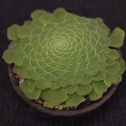Aeonium tabuliforme