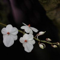 White flower Orchid