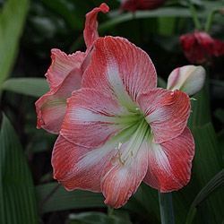 Amaryllis Bulb