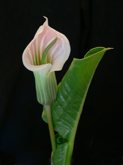 Arisaema candidisimum Flower