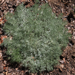 Ground Cover Artemisia-schmidtiana-'Silver-Mound'-Nana