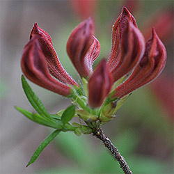 Deciduous Azalea