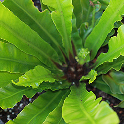 Birds Nest Fern