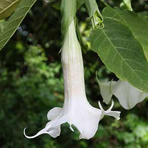White Flowering Brugmansia