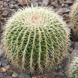 Cactus Plant