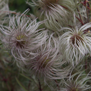 Clematis cirrhosa v. ladakhiana seed head