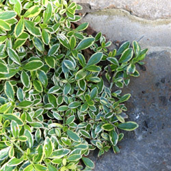 Ground Cover Plant Coprosma-x-kirkii-'Variegata'