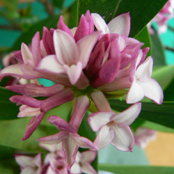 Daphne Plant in Flower