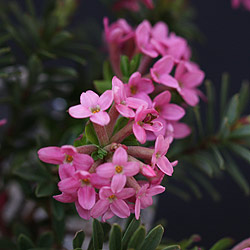 Daphne cneorum