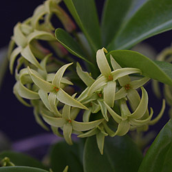 Daphne pontica