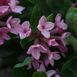 Daphne x eschmannii