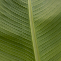Eneste ventricosum