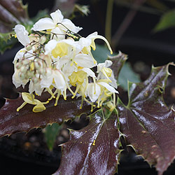 Epimedium wushanense