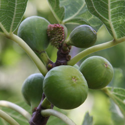 Fig Tree Fruit
