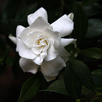 Gardenia Flower - Gardenia Radicans