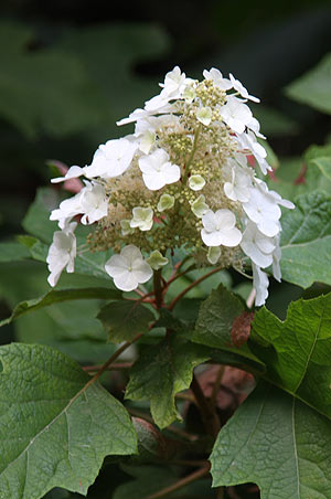 Hydrangea quercifolia the Oakleaf hydrangea