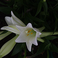 White Flower Lilium