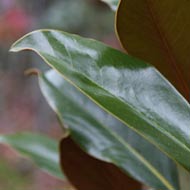 Magnolia Kay Parris Foliage