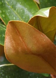 Magnolia Little Gem Foliage