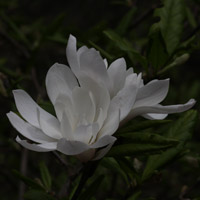 White Magnolia stellata