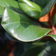 Magnolia Graniflora Teddy Bear Foliage