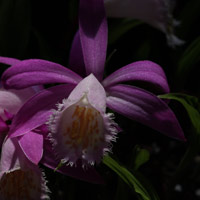 Pleione pricei a Terrestrial Orchid