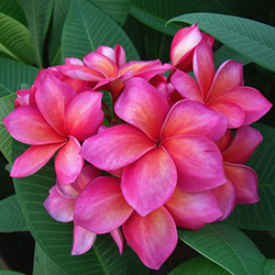 Plumeria plant in flower