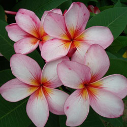 plumeria flower