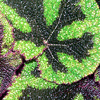 Rex Begonia Iron Cross