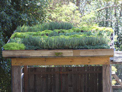 Roof Garden