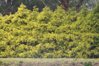Privacy Trees