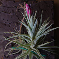Tillandsia Aeranthos
