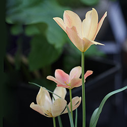 Tulipa batalinii 'Bright Gem'