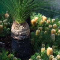 Xanthorrhoea - Australian Grass Tree