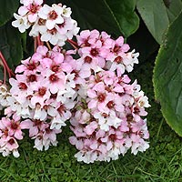 Bergenia