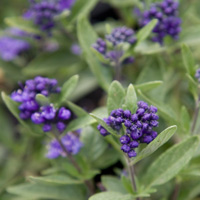 Caryopteris x clandonensis