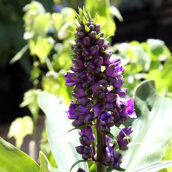 dichorisandra thyrsifolia