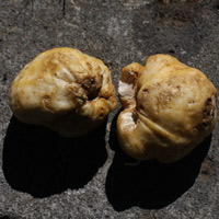 fritillaria-imperialis-bulbs