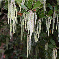 garrya elliptica