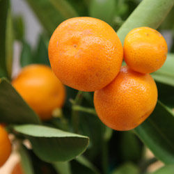 kumqaut tree