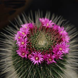 Mammillaria