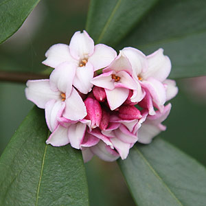 Daphne odora - The Winter Daphne
