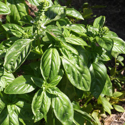 Sweet Basil plant