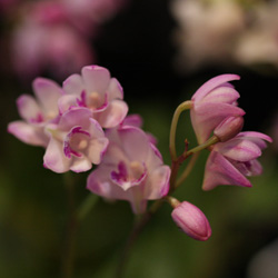 Dendrobium kingianum